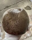 Large Petoskey Stone  Completely Polished   4 Lbs   13 Oz