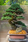 Mountain Hemlock  tsuga Mertensiana  Potted Tree - Landscape Or Bonsai