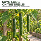 Suyo Long Cucumber Seeds For Planting  60 Seeds For Summer Garden Trellises