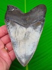 5 27    Megalodon Shark Tooth  Real Fossil - Xl A Grade Specimen - Top 1  Quality