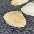 Set Of 5 Natural Clam Shells Beach Coastal Decor Crafting Nautical Collection