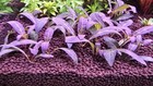3 Stems Staurogyne Repens Purple    Live Aquarium Plants Free S h  Rare  