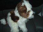 Farren Shih Tzu By Douglas