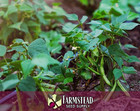 25  Bush Bean Seeds  roma Ii  Vegetable Garden  Seed Packet  Heirloom  Non-gmo