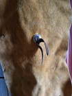 Kids Size Real Leather Chaps 24 Inches Long 29  Waiste  belt 