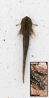 10  Live - Eastern Newt   Spotted Salamander Larvae 10 Frog Tadpoles Combination
