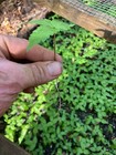 20 American Ginseng Seedlings Live Plant 