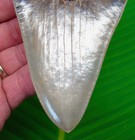 5 05     Megalodon Shark Tooth Premium Grade - No Restorations - Georgia  Usa