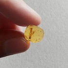 Praying Mantis In Burmese   Burmite Amber Fossil   100  Genuine Amber 