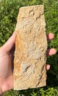 Double Fossil Crinoids In Matrix Cymbiocrinus Alabama Bangor Limestone Formation