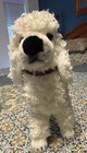 Steiff Akc Poodle Plush 13  White Dog American Kennel Club Nwt 2005