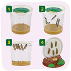 Live Caterpillars Refill Kit 5 Painted Lady Butterfly Caterpillars Cup