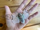 Ghost Cicada  ayuthia Spectibilis  Spread Insect