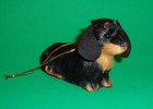 Black   Tan Longhair Dachshund Christmas Holiday Soft Tree Ornament Nwt