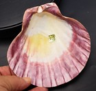 Polished Lions Paw Scallop 5-6  Seashell Coastal Crafts And Decorating  each 