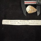 Conus Ebraeus 34 8mm Seychelles 1980  s244 