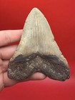 Large Megalodon Shark Tooth Fossil 4 20    No Repairs Or Restorations