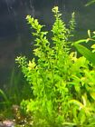 Buy 2 Get 1 Free   10 Stems   Rotala Rotundifolia   Live Aquatic Aquarium Plants