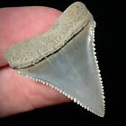 Perfect Great White Shark Tooth 1 25  Megalodon Teeth Era Real Fossil Unrestored