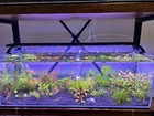 2 Clumps Dwarf Hair Grass Eleocharis High Tech Live Aquarium