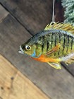 New Real Fish Skin Taxidermy Nearly 4 Inch Bluegill Christmas Holiday Ornament