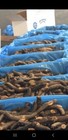Dried Wild Red Alaska Sea Cucumber Ocean Run 1 Lb  small  Medium 