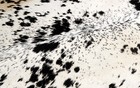 100  New Cowhide Rugs Area Cow Skin Leather  54  X 55   Cow Hide Sa-1156