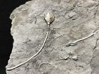 Blastoid-killer Pentremites Girtyi W  Stem Indiana-fossils  Trilobite  Crinoid