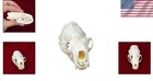 Taxidermy Supplies - Real Animal Skull For Study -