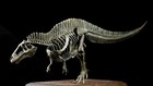 Vwuvwu 1 20 Scale Acrocanthosaurus Skeleton Model Close Mouth Version Dinosaur