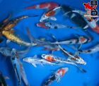  12  8  Premium Grade Standard Fin Pond Pack Live Koi Fish Garden Pond