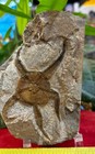 Large Fossil Starfish Geocoma Carinata From Morocco 150 Million Years Old