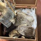 Old Cigar Box Packed With Moose Fur   Other Pelts For Fly Fishing