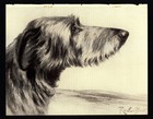 1930s Antique Deerhound Dog Print Ward Binks Deerhound Dog Art Print 6737r