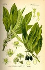 Laurus Nobilis -  bay Leaf Tree  - Bay Laurel Or Sweet Bay