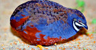 18 Rare - Lsj        Extra Fertile Button Quail Eggs     High Hatch Rate Mixed Colors