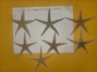 Lot Of 7 Natural Med Starfish 