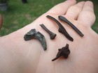 5 Rare Frog Bones Florida Fossils Ice Age Extinct Skeleton Skull Tooth Toad Fl  