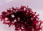 Live Frag Gracilaria Hayi Macro Algae Plant Refugium Coral Reef Saltwater