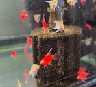 6  1 Free  Tank Raised Ultra High Quality Pink Angelfish