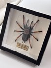 Brachypelma Boehmei  mexican Fireleg Tarantula  Taxidermy  Acrylic Front6 5  6 5   