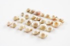 1 4 Lb  500  Extra Tiny Pearl Umbonium Button Top Mini Shells  1 4   Beach Craft