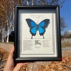 Blue Papilio Ulysses Butterfly Specimen Photo Frame Finished Desktop Decor Gift