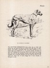 1945 Gladys Cook Scottish Deerhound Print Ch Sannock Of Stanerigg 6819d