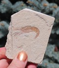 Fossil Shrimp Solnhofen Germany   Jurassic   Well Preserved History   8 2 Cm s