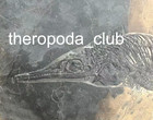 Available     88 Cm Slab Mixosaurus   Complete Triassic Marine Reptile