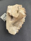 Fossil Oreodont Skull  Miniochoerus      White River Badlands  Sioux Co   Ne