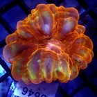Ultra Cynarina Coral 1 5-2  Wysiwyg - Indigo Corals - Ic 3646