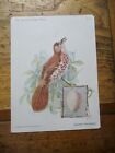 1899 Trade Card Singer Sewing  American Song Birds Orchard Oriole Brn Thrasher29