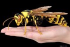 Bandai Gashapon Action Figure Advance Paper Wasp Polistes Rothneyi Japan 2026